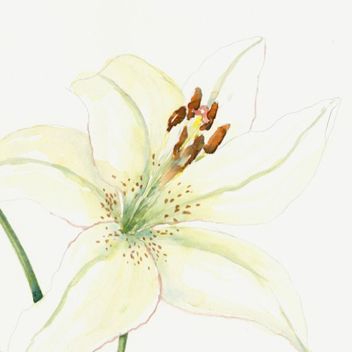 NEW CLASS PAINTING WHITE FLOWERS